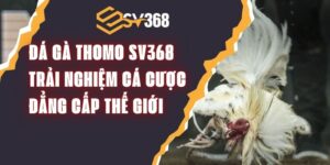 Đá Gà Thomo SV368 – Trải Nghiệm Cá Cược Đẳng Cấp Thế Giới